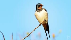 4K close up of a Barn Swallow perched on a branch