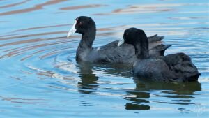  4K Red-Knobbed Coots feeding