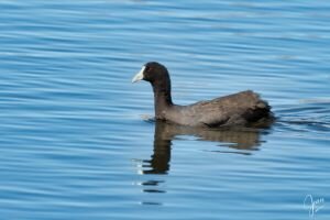 Red-Knobbed Coot swimming alone
